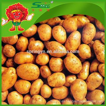 Patatas frescas de calidad superior empaquetadas en bolsa de malla